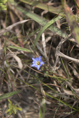 Gentiana loureiroi