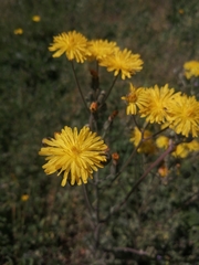 Crepis vesicaria