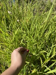 Persicaria hydropiperoides