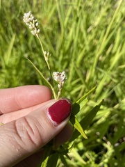 Persicaria hydropiperoides