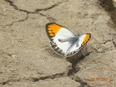 Colotis