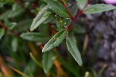Epilobium hohuanense