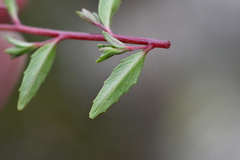 Epilobium hohuanense