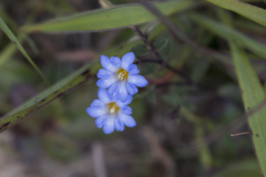 Gentiana loureiroi