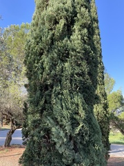 Cupressus sempervirens