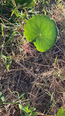 Hydrocotyle bonariensis