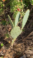 Opuntia tunoidea