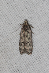 Anacampsis populella
