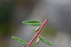 Epilobium hohuanense