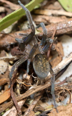 Phyxelididae
