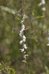 Spiranthes sinensis