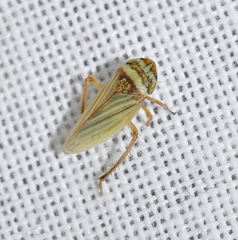 Aphrodes bicinctus
