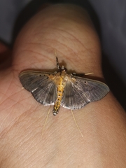 Filodes fulvidorsalis