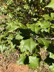 Ilex opaca