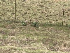 Crinum bulbispermum