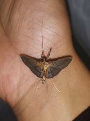 Filodes fulvidorsalis