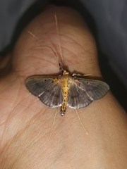 Filodes fulvidorsalis