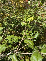 Ilex opaca