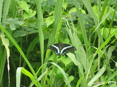 Papilio nireus