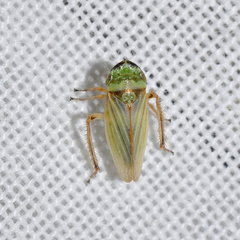 Aphrodes bicinctus