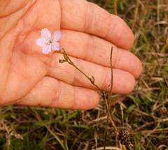 Dianthus borbasii