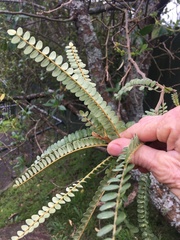 Sophora microphylla