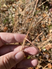 Andropogon virginicus