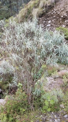 Senecio cinerarioides