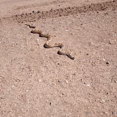 Pituophis catenifer affinis