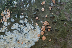 Aleurodiscus amorphus