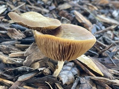 Agrocybe putaminum