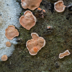 Aleurodiscus amorphus