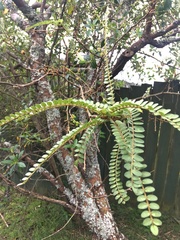 Sophora microphylla