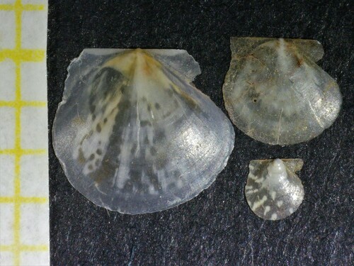 Representative image of Similipecten similis