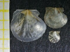 Similipecten similis