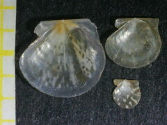 Similipecten similis