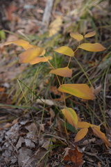 Uvularia perfoliata