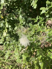 Clematis
