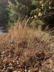 Andropogon virginicus