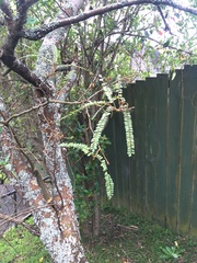 Sophora microphylla