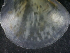 Similipecten similis