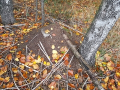 Formica rufa