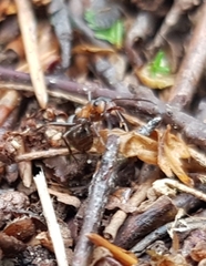 Formica rufa