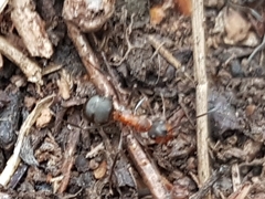 Formica rufa