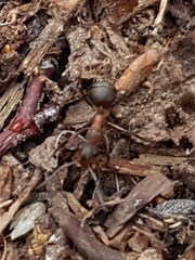 Formica rufa
