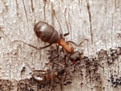 Formica rufa