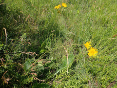 Berkheya setifera