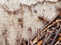 Formica rufa