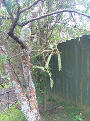 Sophora microphylla