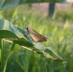 Lerodea eufala eufala